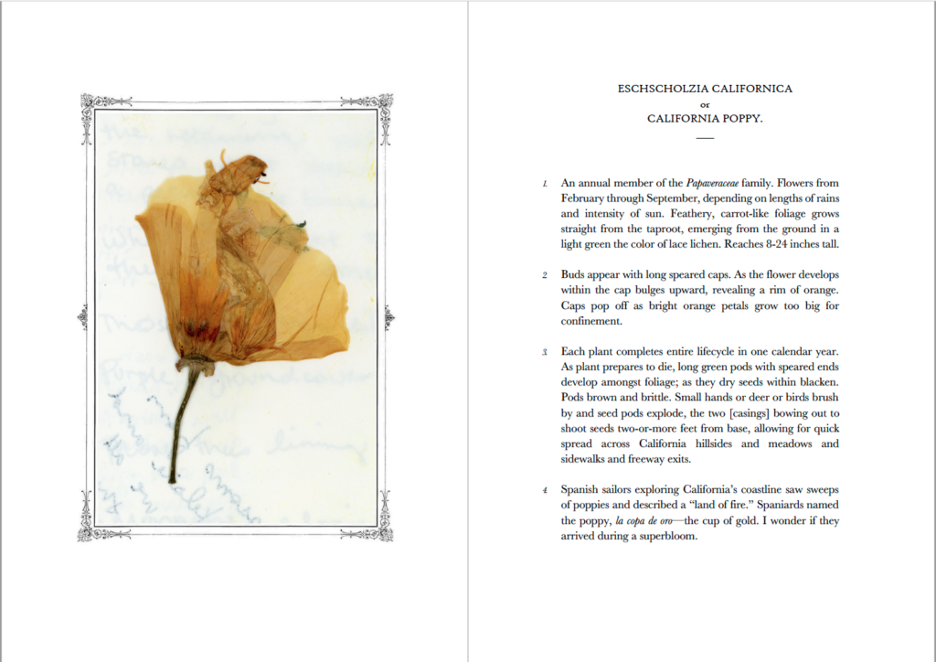 Two-page spread of a pressed California poppy and an encyclopedic entry about the flowers