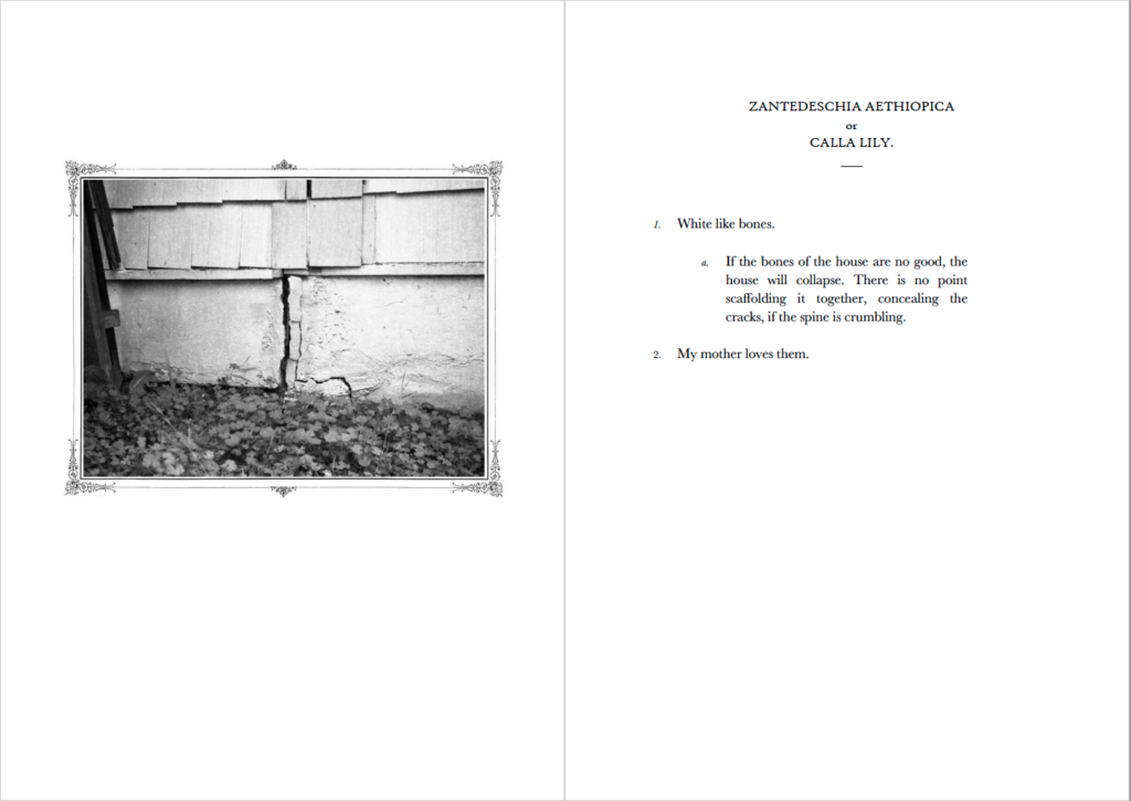 Two-page spread of a black and white photograph of a house's cracked foundation and an encyclopedic entry about calla lilies.